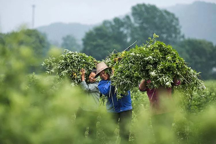 新品"蕲春艾草饼 礼盒,擦身,泡澡,祛湿寒通经络,全身暖暖的秘诀