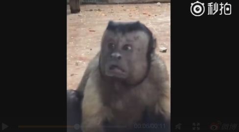 猴子长了一张国字脸化身行走的表情包网友这是要进化了吧