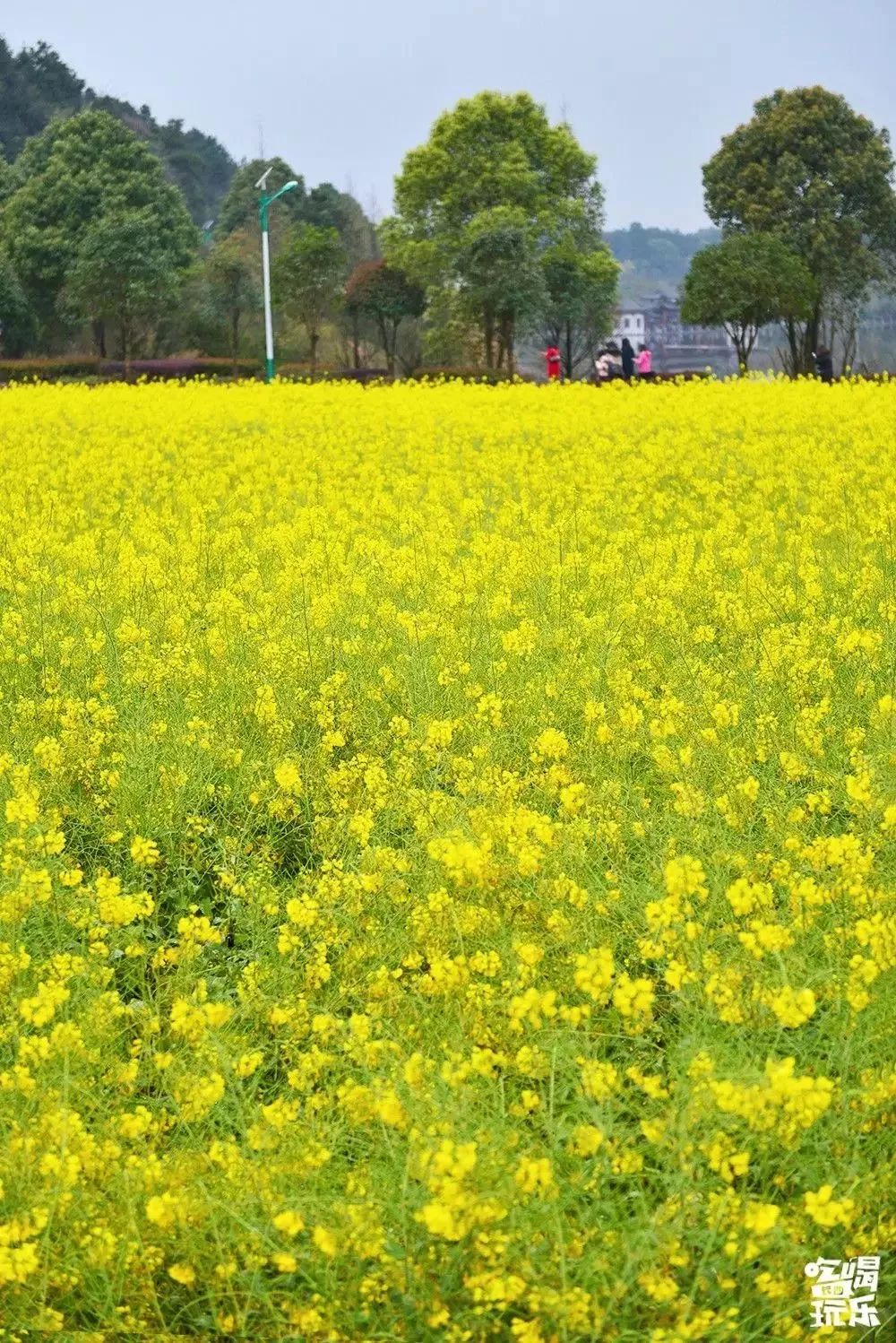 20000亩油菜花开!春天,最美还是江背镇