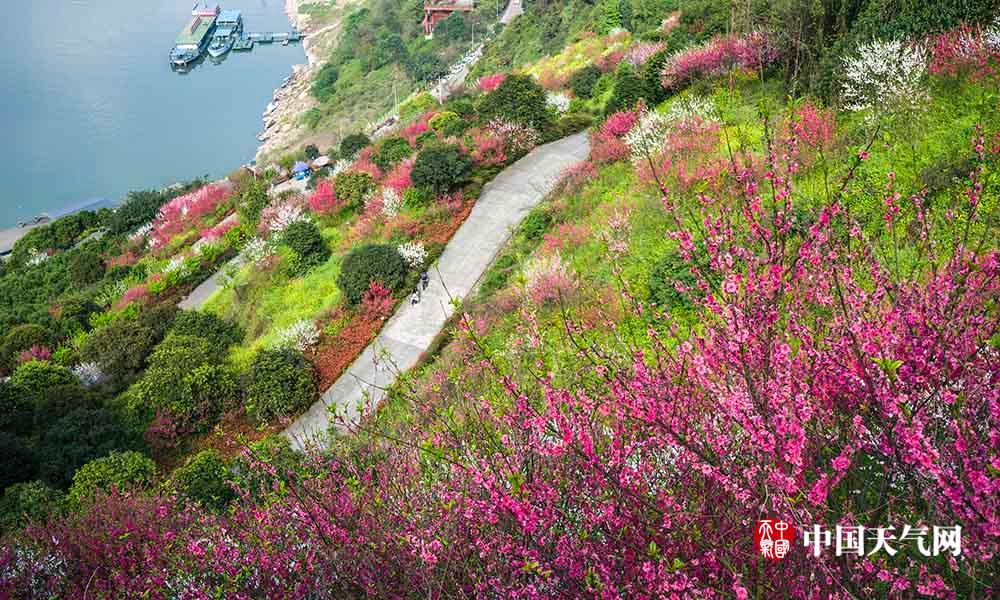 重庆南山桃花绕城绽放 别有韵味