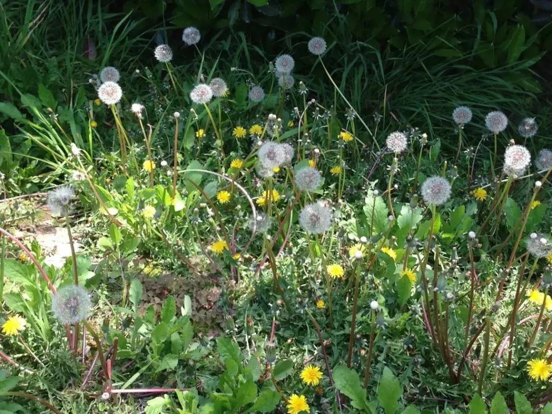 如果嫌蒲公英味苦,那就要趁开花之前去采早春的蒲公英.