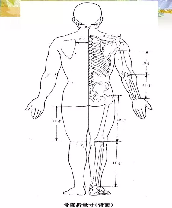 穴位的定位方法