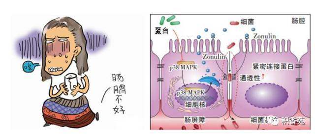 健康|你怎么就"肠漏"了呢?