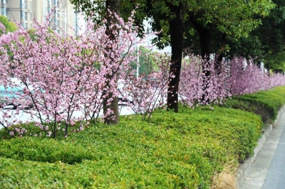 随着城市绿化的提升,城区多条主干道上美人梅盛开,花香扑面,成为独特