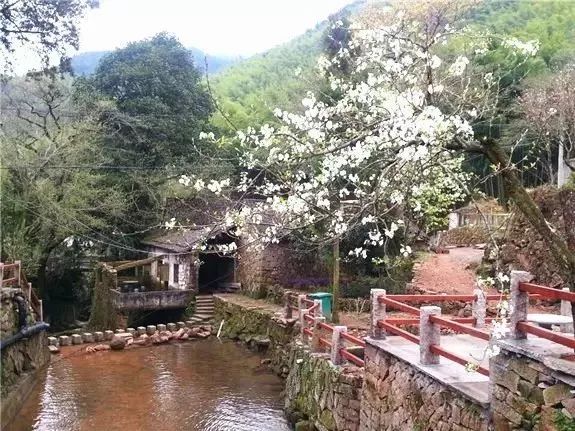 推荐赏花地:黄岩富山乡半山村,温岭乌龙岙村,天台雷峰乡等