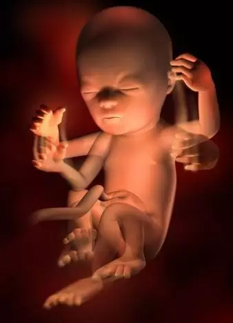 1 "我来啦!" ▲胚胎分裂发育 12周初具人形 2 "我们忙着呢!
