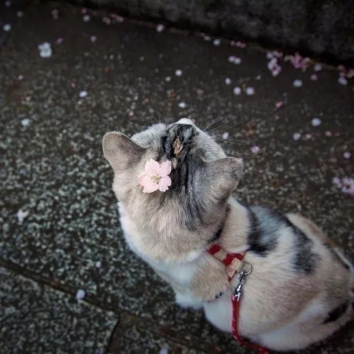 猫咪和樱花,盛世双美!