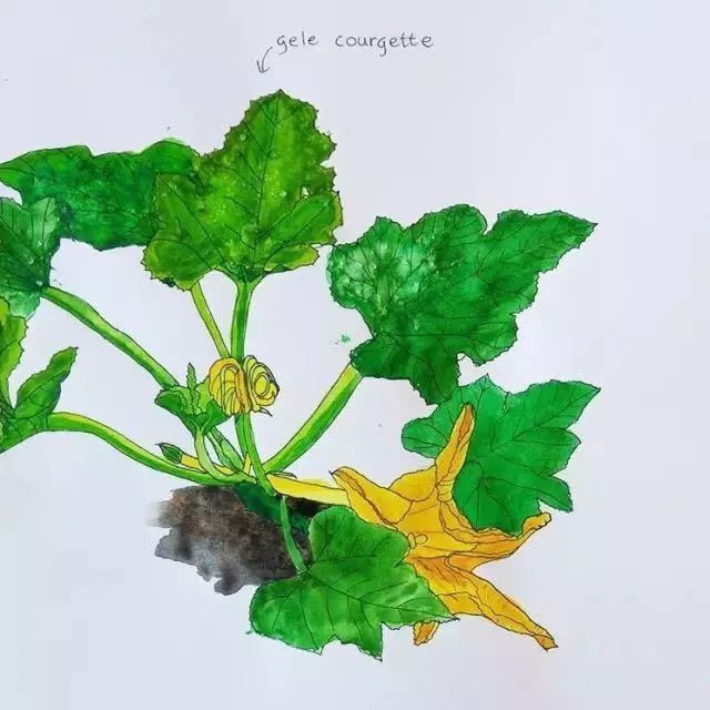 西葫芦(zucchini)