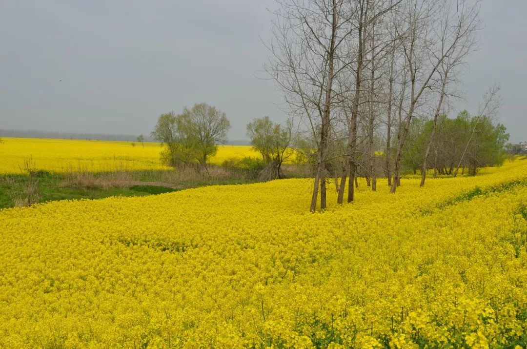 【旅游】一大波美图来袭……九江这个地方万亩油菜花海,美到爆表!