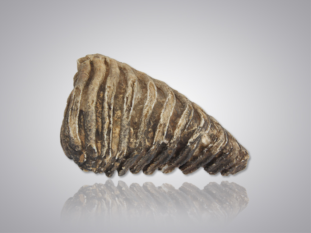 极具收藏价值的千万年化石——猛犸象牙