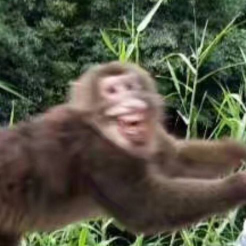 动物园猴子长了张人脸,自带表情包!网友:工作人员顶替