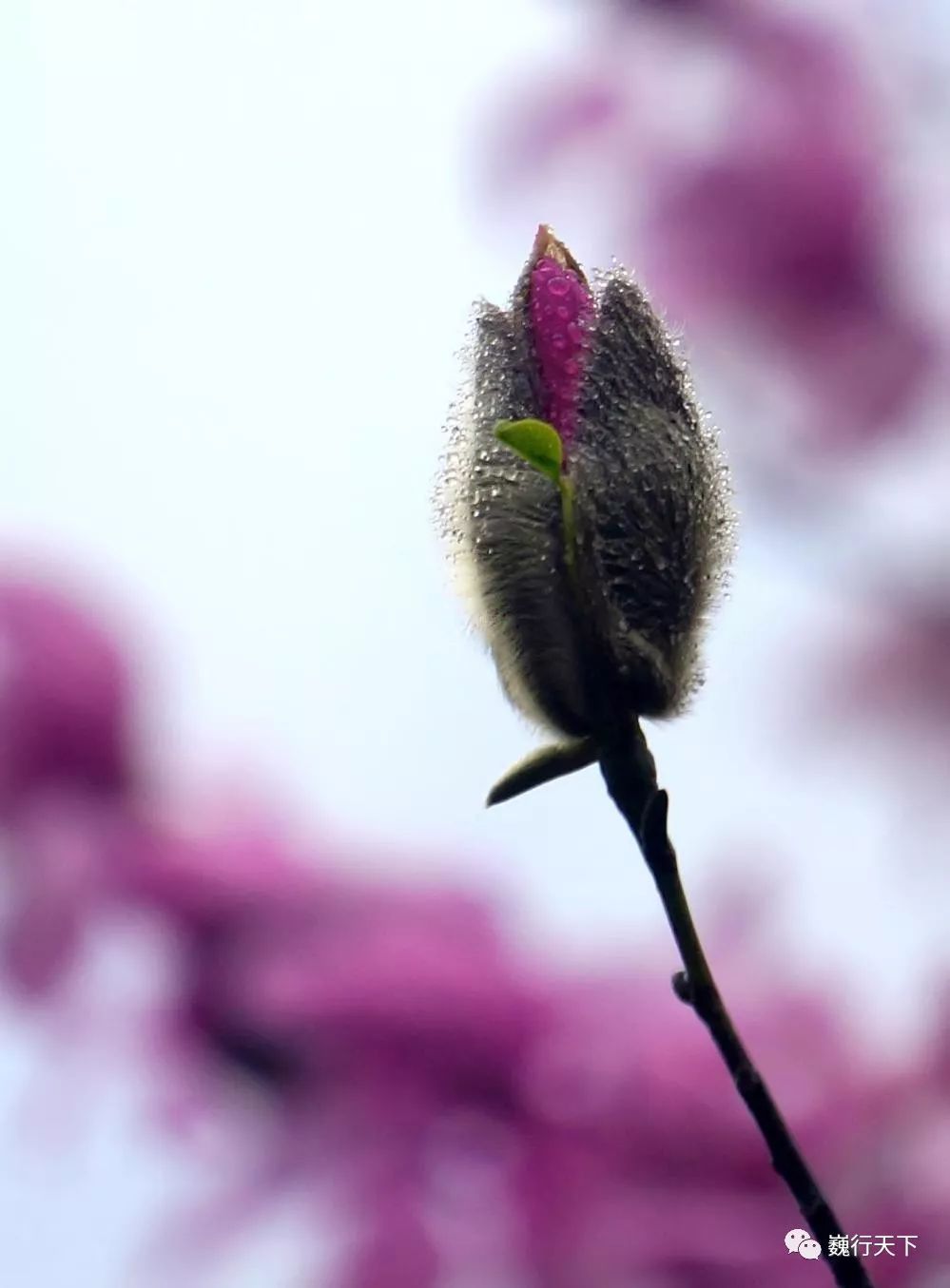 踏春访北川,吴三桂爱妃所植辛夷花开成海