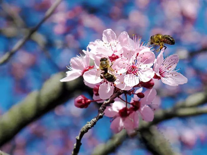 北京是马上入春还是一秒入夏?好消息蜂拥而至!