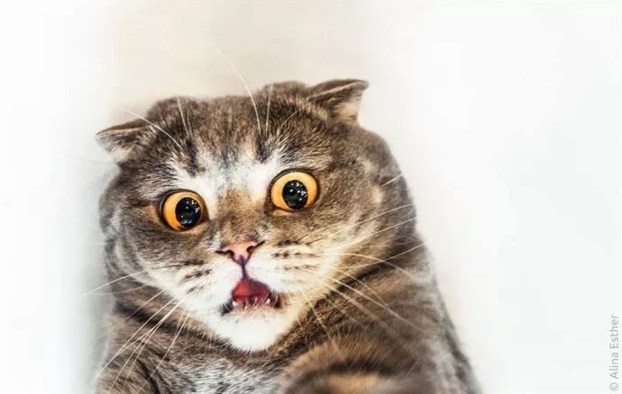 俄罗斯摄影师alina esther与她的惊吓猫melissa,时时刻刻都是一幅wtf