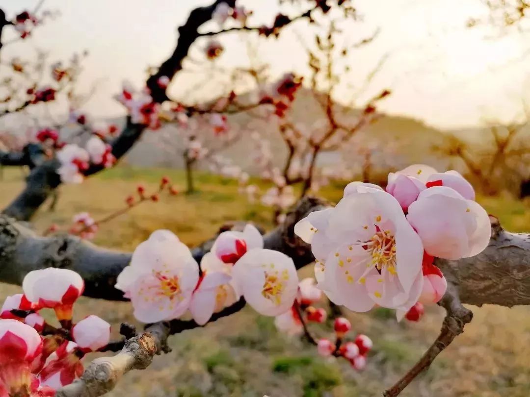 西安周边竟藏着大片绝美杏花林!风景如画还免费!