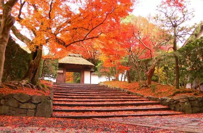 朝着静谧的深山,欣赏真正的佛系美景|京都·旅行