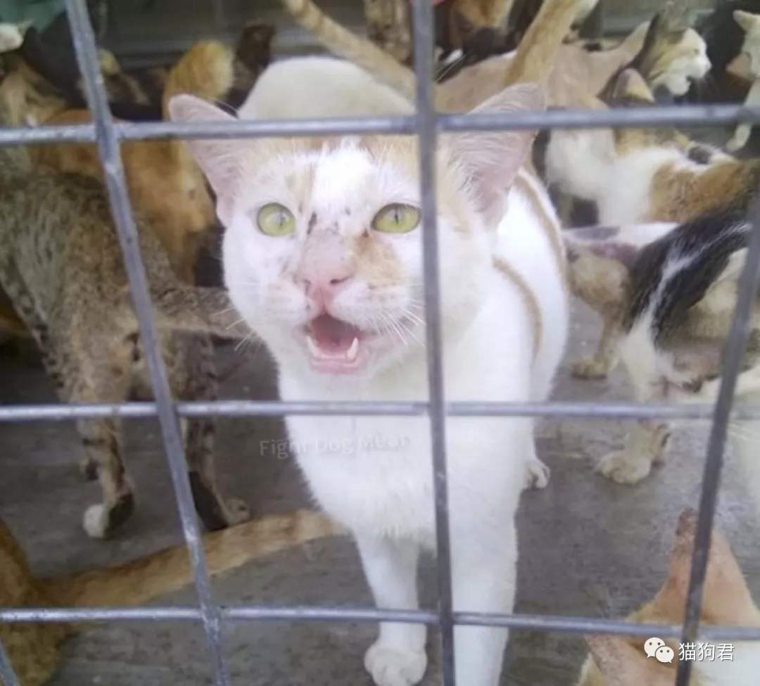 越南女人暗中潜入猫肉市场披露当地食猫肉的问题