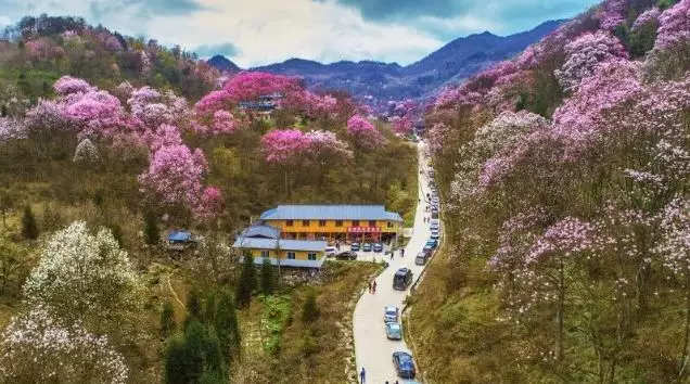 辛夷花:药王谷,江油吴家后山,九皇山--花溪景