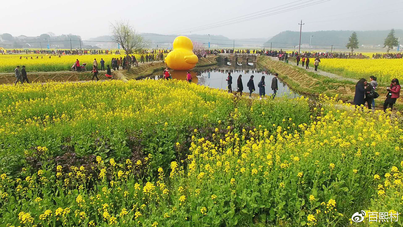 走进春华邂逅最美洞田花海 -百熙村