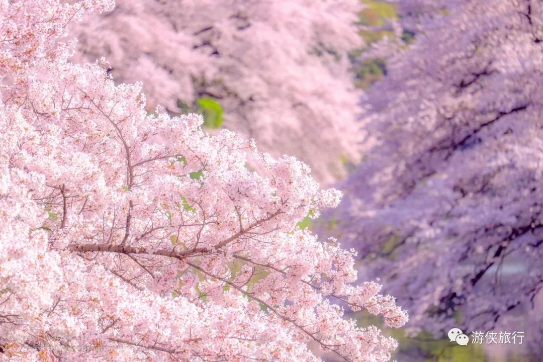 日本樱花季全攻略!