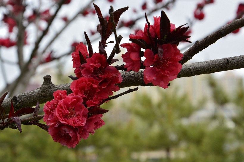 花花世界:红色桃花图片(18张)