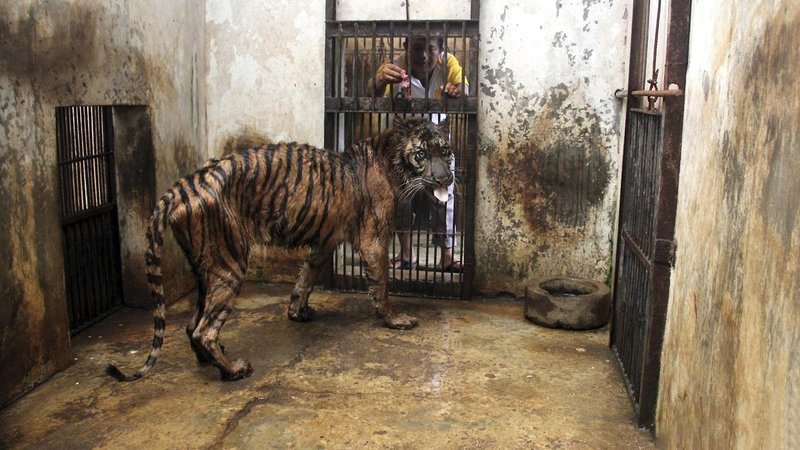 苏腊巴亚动物园就像恐怖的动物监狱