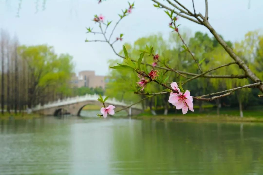 竺说春风花草香杭城观花指南