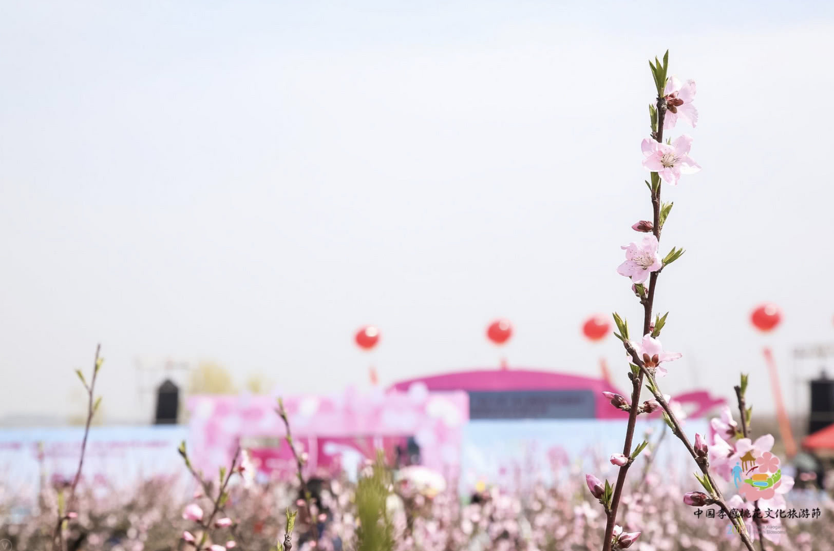 孝感桃花节盛大启幕,十里桃花催热乡村旅游