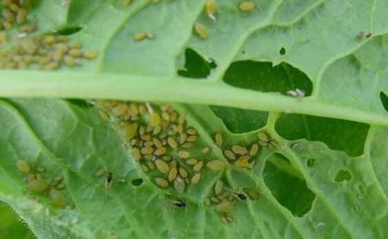 其它 正文  菜蚜是蚜虫的一种,别称菜缢管蚜,萝卜蚜等,寄生在白菜