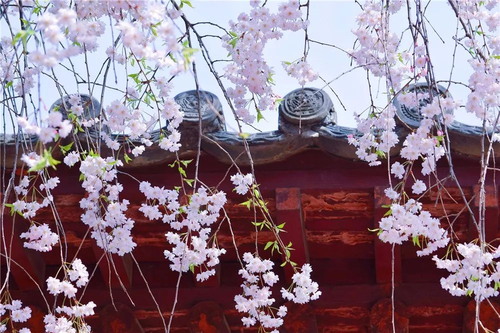 春满中国·醉西安| 青龙寺有多美,看完这组照片