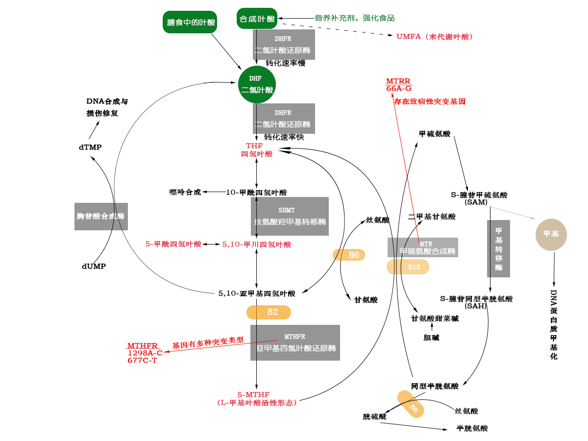 正常情况下,来自丝氨酸或甘氨酸的一碳单位转移到四氢叶酸,形成5,10