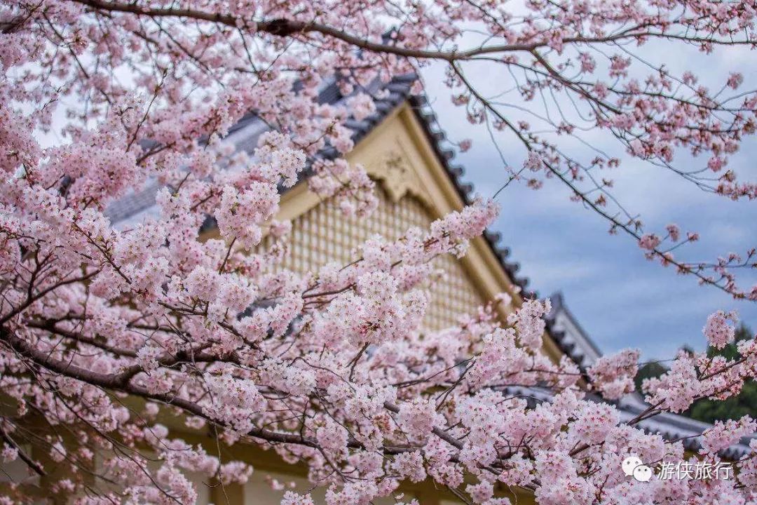 日本樱花季全攻略!_搜狐旅游_搜狐网