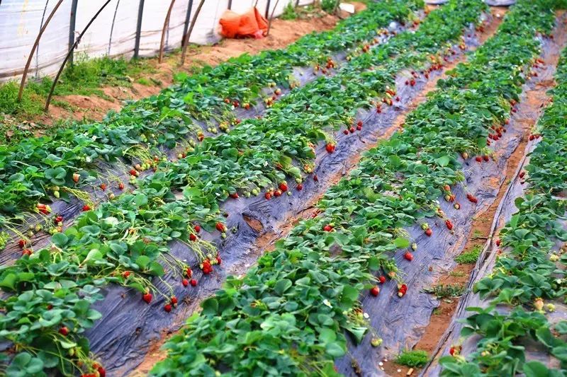 这里的草莓大棚在周边非常有名,品种多,品质也好,草莓采摘的活动从年