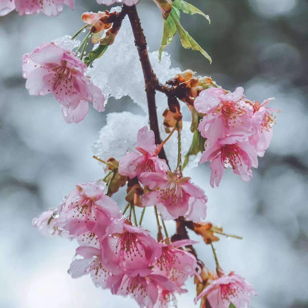 难得一见雪之樱花美得让人窒息