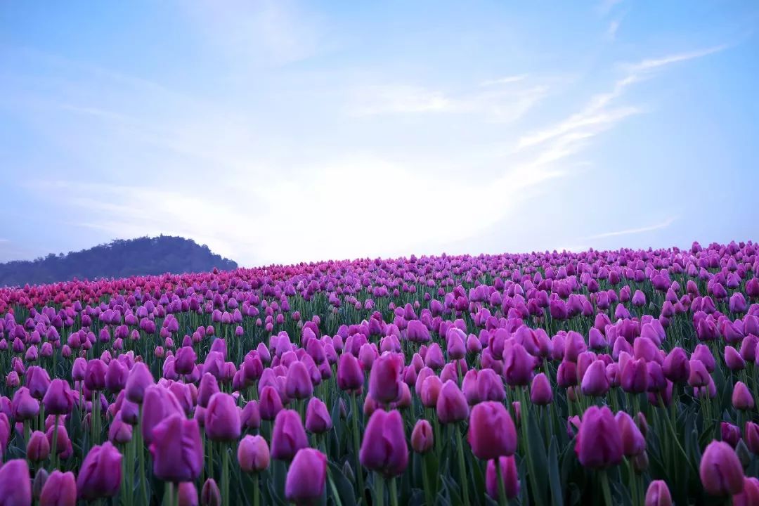杭州规模最大的郁金香花展来了!叫醒这个春天就靠它们