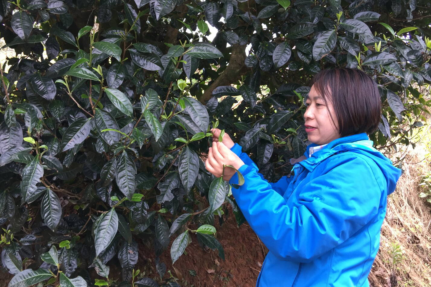 北方知名女茶人赵淑玉的茶理想