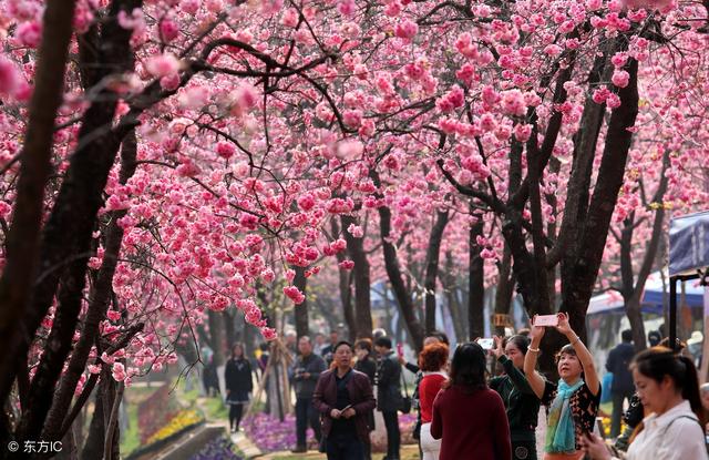 中国8大赏樱圣地 从2月开到5月 有你在的城市吗