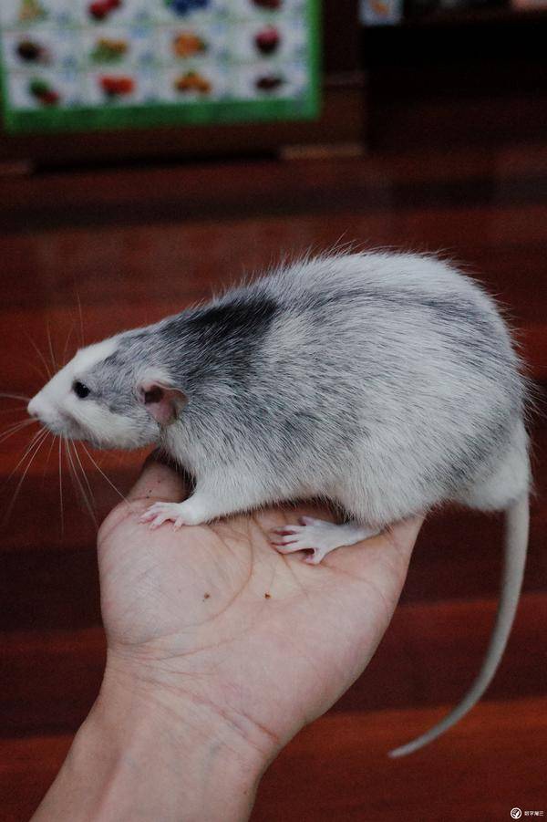 请问下面这只大老鼠是什么鬼