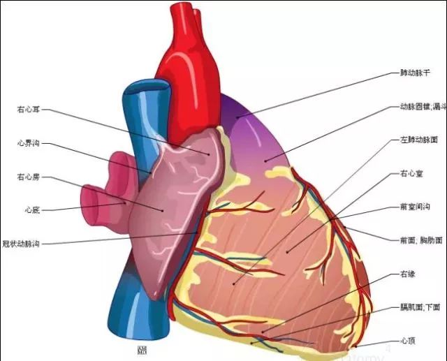 【珍藏】这组心脏解剖图,太赞了!
