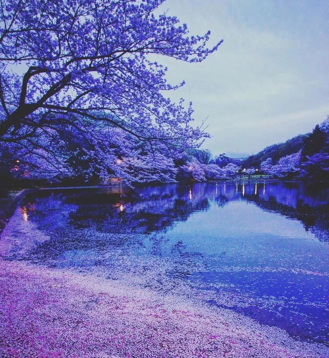 东京下了一场3月雪,如梦似幻的樱花雪恍如童话世界