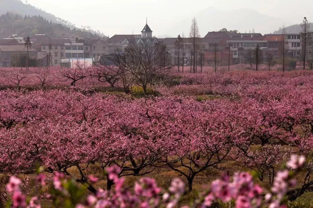 没有千亩桃林怎叫十里桃花中国醉美的桃花林原来在白水洋抓紧组团一起