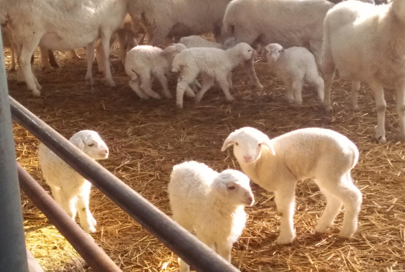 新疆多地进入母羊产羔高峰期,羊价要跌了?