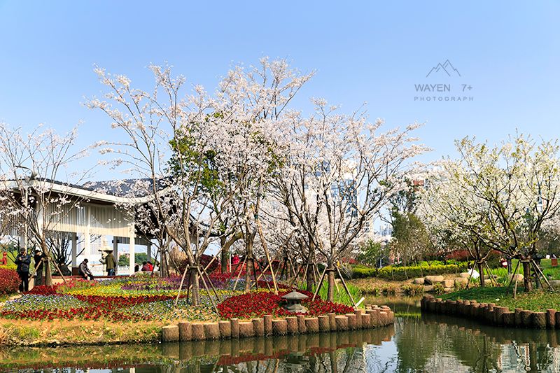 宁波市区这座以"樱花"命名的公园,带着"十里樱花林"惊艳宁波!