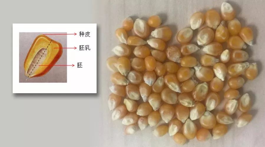 爆米花受潮了怎么办