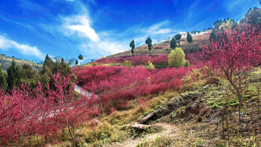 这个成都周边被9大花海包围的小城距成都仅50km,周末惬意踏青必去!