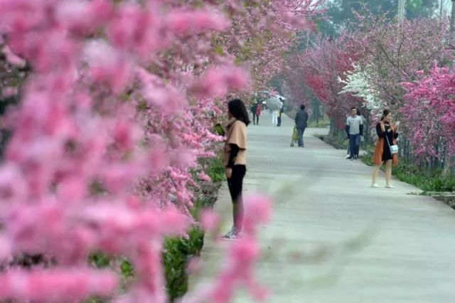 金堂竹篙花熳天下10万株樱花盛颜绽放!距离成都只要1小时