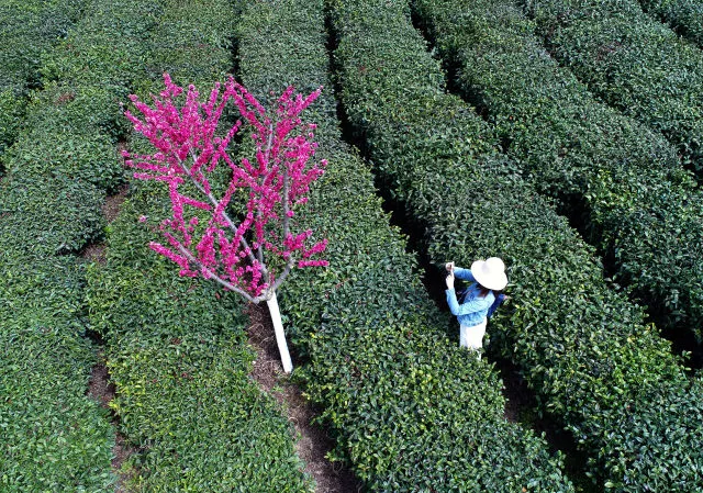 春分时节上茶山 一起去陕南茶园里寻找春天