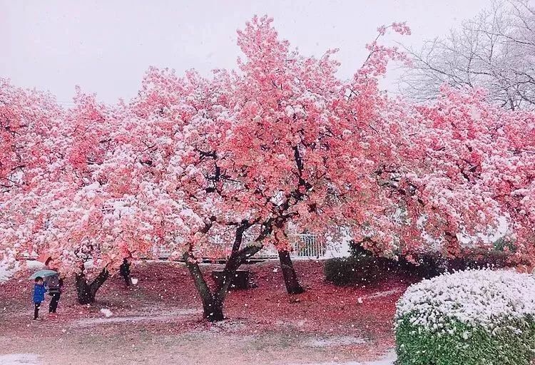 东京下了一场3月雪,如梦似幻的樱花雪恍如童话世界