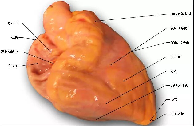 珍藏这组心脏解剖图太赞了