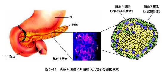 干细胞移植能不能根治糖尿病,干细胞"种子"如何种到胰腺里去